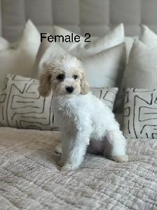 5 BEAUTIFUL POOCHONS - Photo 2