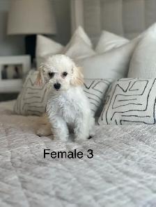 5 BEAUTIFUL POOCHONS - Photo 3