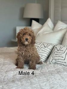 5 BEAUTIFUL POOCHONS - Photo 4