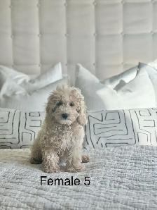 5 BEAUTIFUL POOCHONS - Photo 5