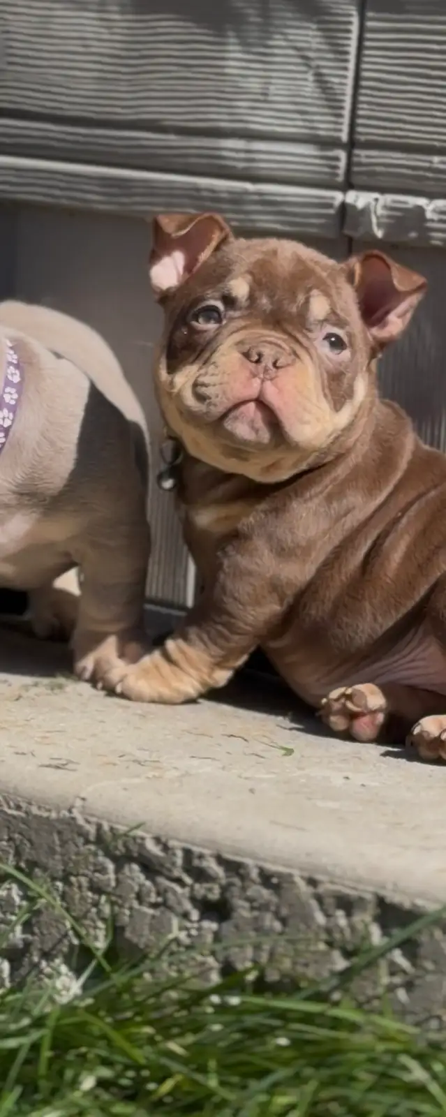 POCKET BULLY PUPPY