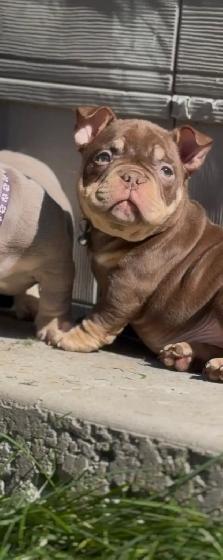 POCKET BULLY PUPPY