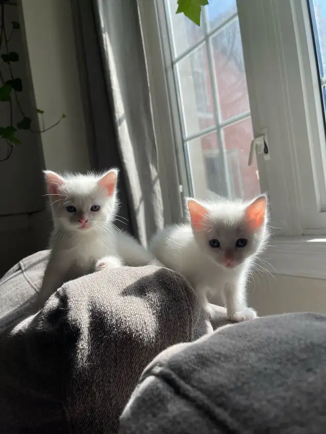 female Turkish angora kitten for sale