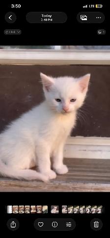 female Turkish angora kitten for sale - Photo 2