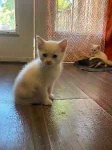 female Turkish angora kitten for sale - Photo 3
