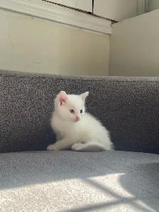 female Turkish angora kitten for sale - Photo 4