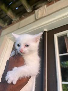 female Turkish angora kitten for sale - Photo 5