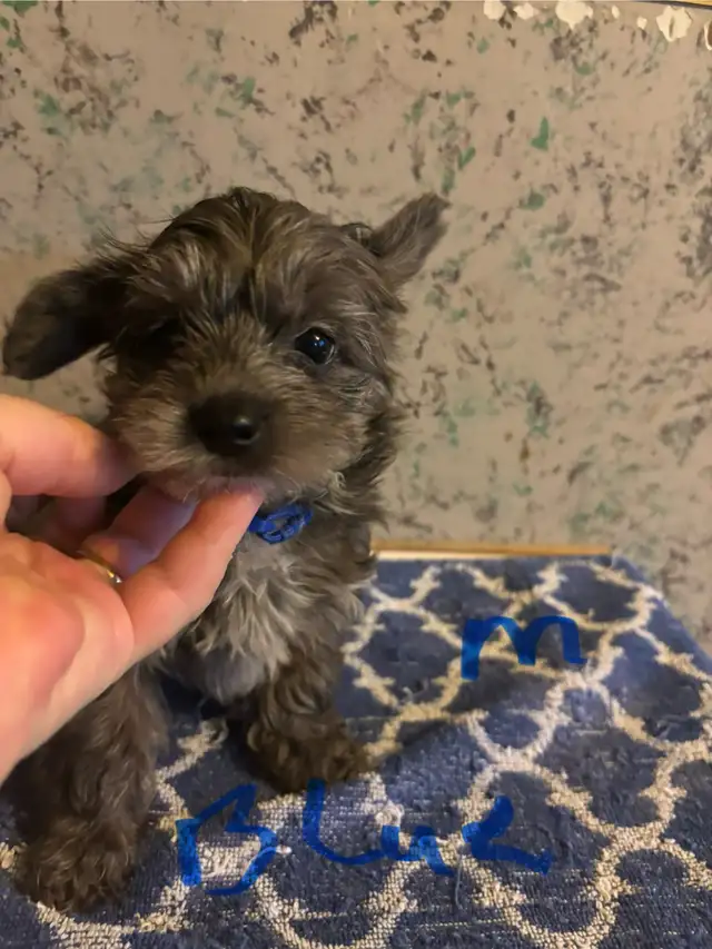 chocolate & blue merle poodle yorkie pups