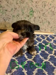 chocolate & blue merle poodle yorkie pups - Photo 2