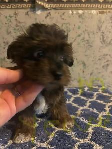 chocolate & blue merle poodle yorkie pups - Photo 3