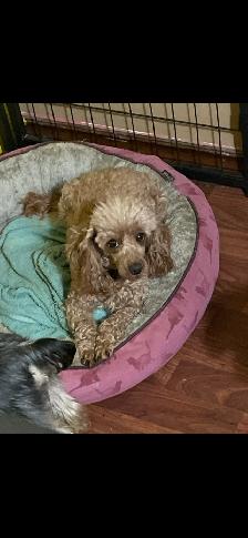 chocolate & blue merle poodle yorkie pups - Photo 4