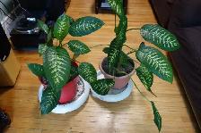 FREE - Dieffenbachia House Plant Cuttings