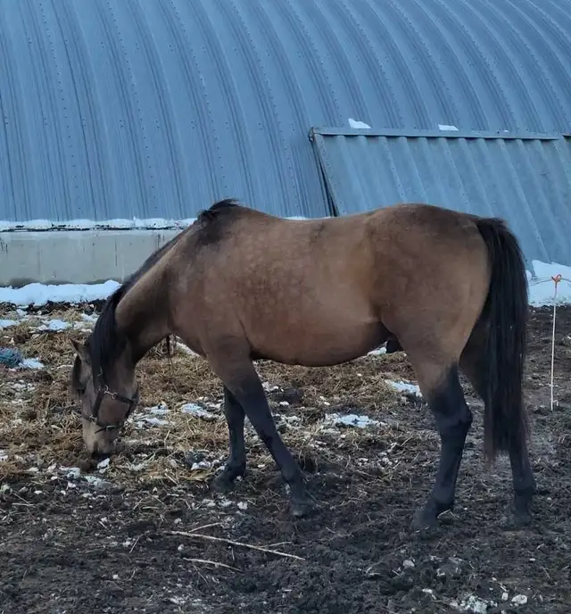 Male Buckskin Horse