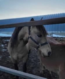 Male Buckskin Horse - Photo 2