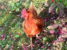 Chickens for Sale