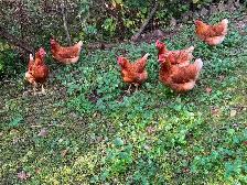 Chickens for Sale - Photo 2