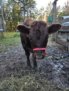 Dexter Heifer-Registered-Halterbroke