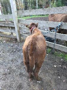 Dexter Heifer-Registered-Halterbroke - Photo 3
