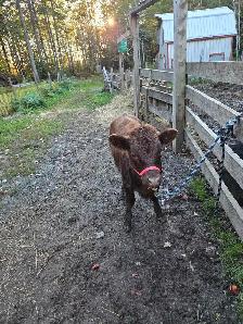 Dexter Heifer-Registered-Halterbroke - Photo 4