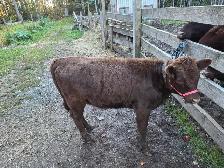 Dexter Heifer-Registered-Halterbroke - Photo 6