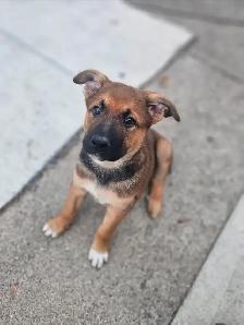 German Sheppard Boston