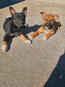 German Sheppard Boston - Photo 2