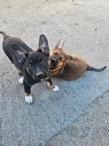 German Sheppard Boston - Photo 3