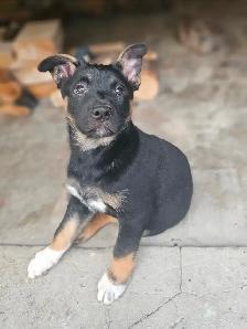 German Sheppard Boston - Photo 4