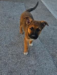 German Sheppard Boston - Photo 5