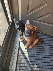 German Sheppard Boston - Photo 6
