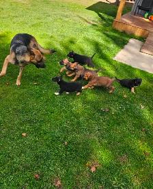 German Sheppard Boston - Photo 7