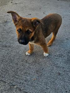 German Sheppard Boston - Photo 8