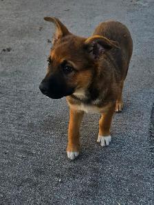 German Sheppard Boston - Photo 9