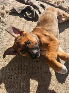 German Sheppard Boston - Photo 10