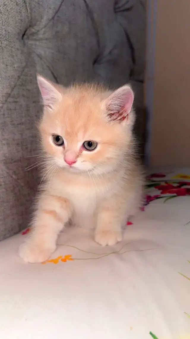 Persian cat for sale