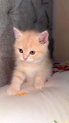 Persian cat for sale