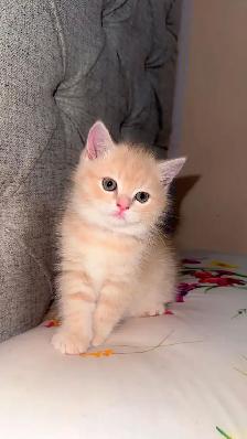 Persian cat for sale - Photo 2