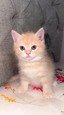 Persian cat for sale - Photo 3
