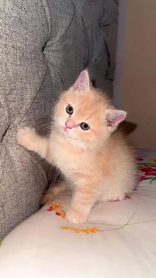 Persian cat for sale - Photo 4