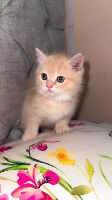 Persian cat for sale - Photo 5