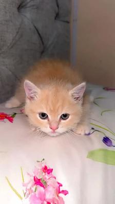 Persian cat for sale - Photo 6
