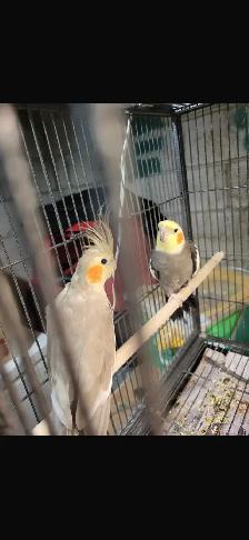 breeding pair of conures and single male conures - Photo 3