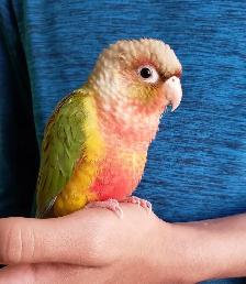 breeding pair of conures and single male conures - Photo 4