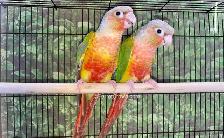 breeding pair of conures and single male conures - Photo 5