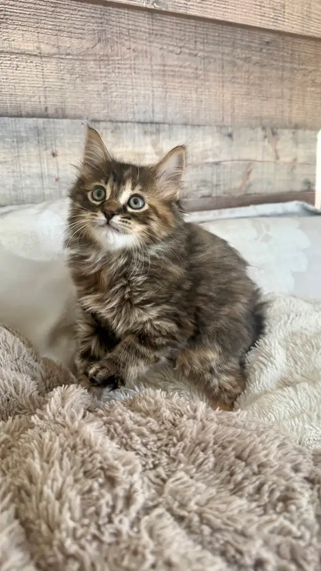 Female Kitty