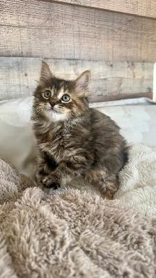 Female Kitty