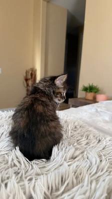 Female Kitty - Photo 2