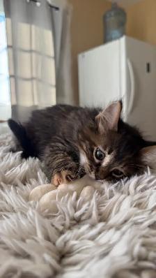 Female Kitty - Photo 3