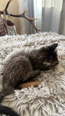 Female Kitty - Photo 4