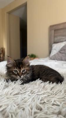 Female Kitty - Photo 5